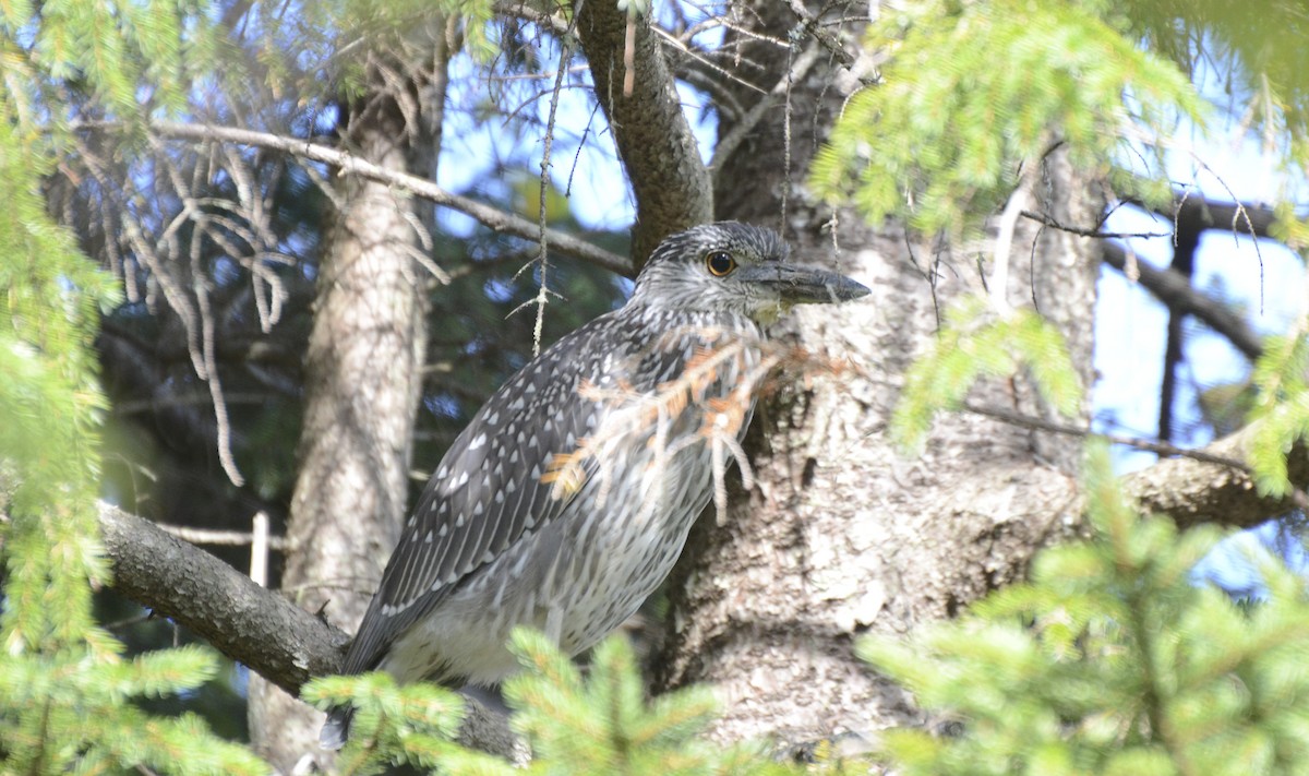 Yellow-crowned Night Heron - ML155765481