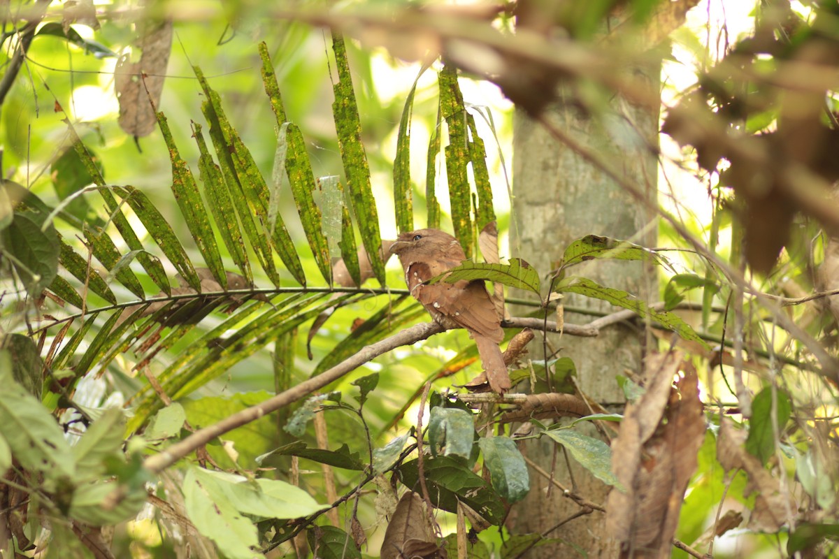 Sri Lanka Frogmouth - ML155766041