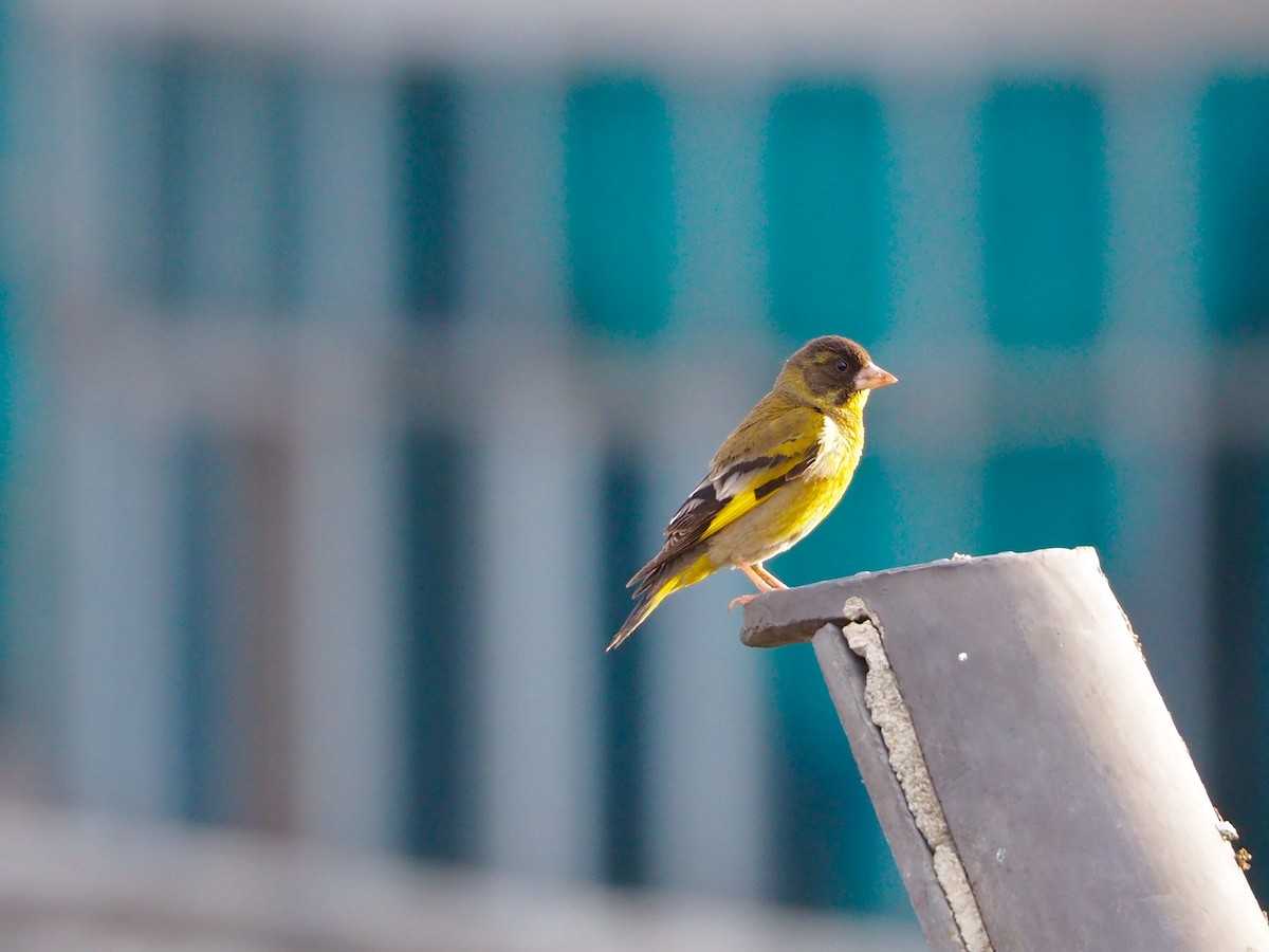 Black-headed Greenfinch - ML155768341