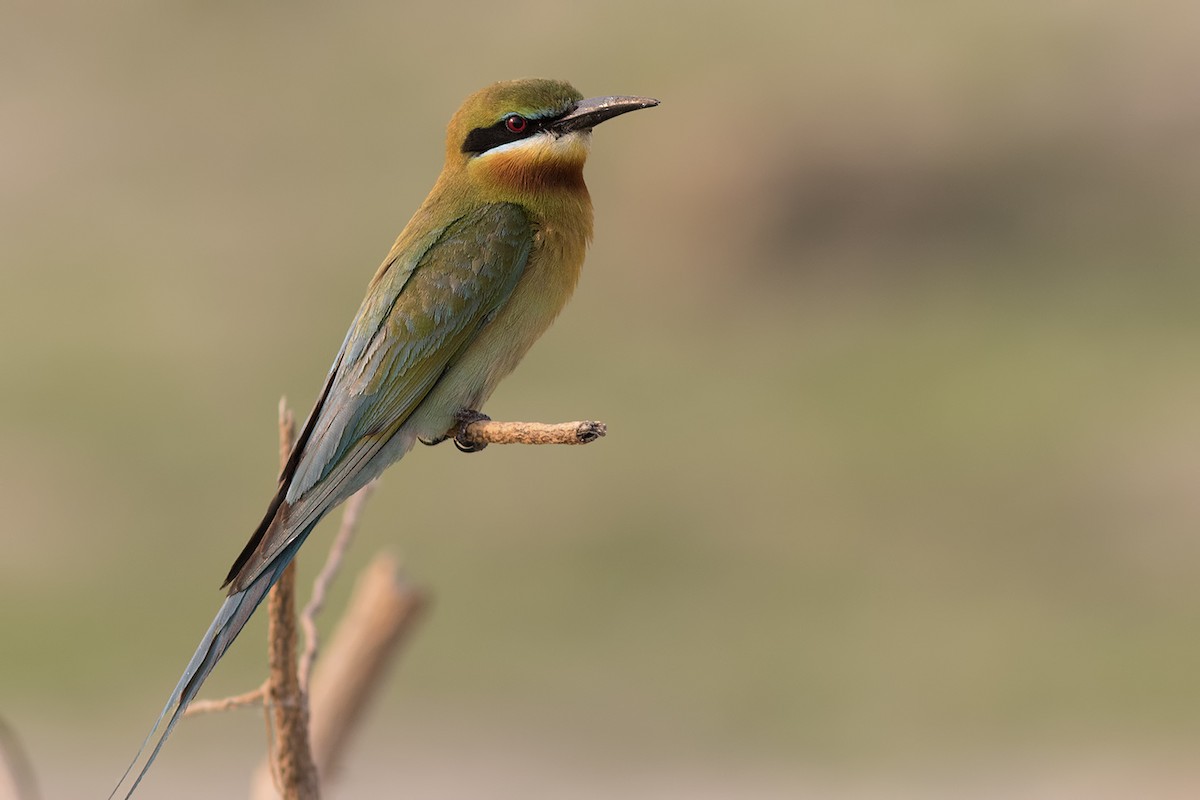 Blue-tailed Bee-eater - Samiran  Jha