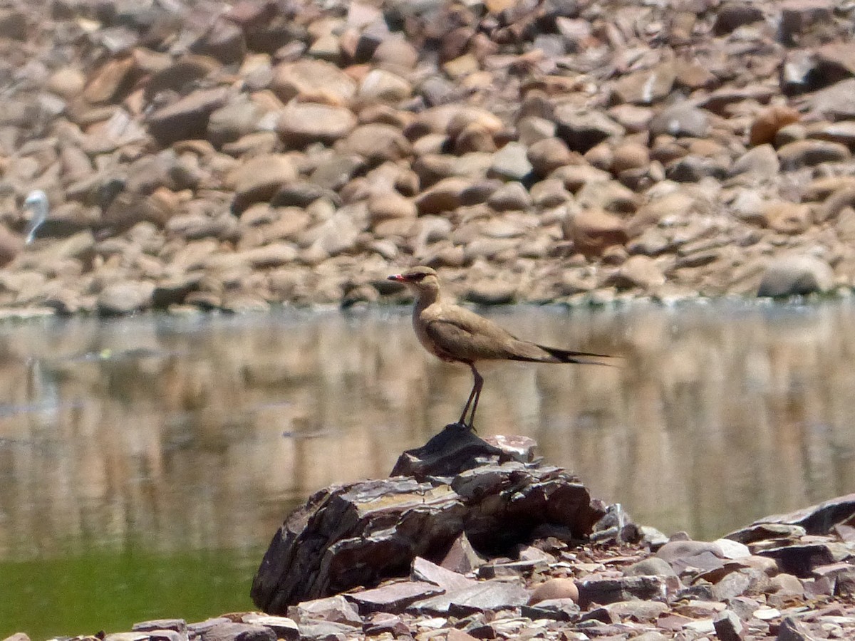 Australian Pratincole - ML155769681