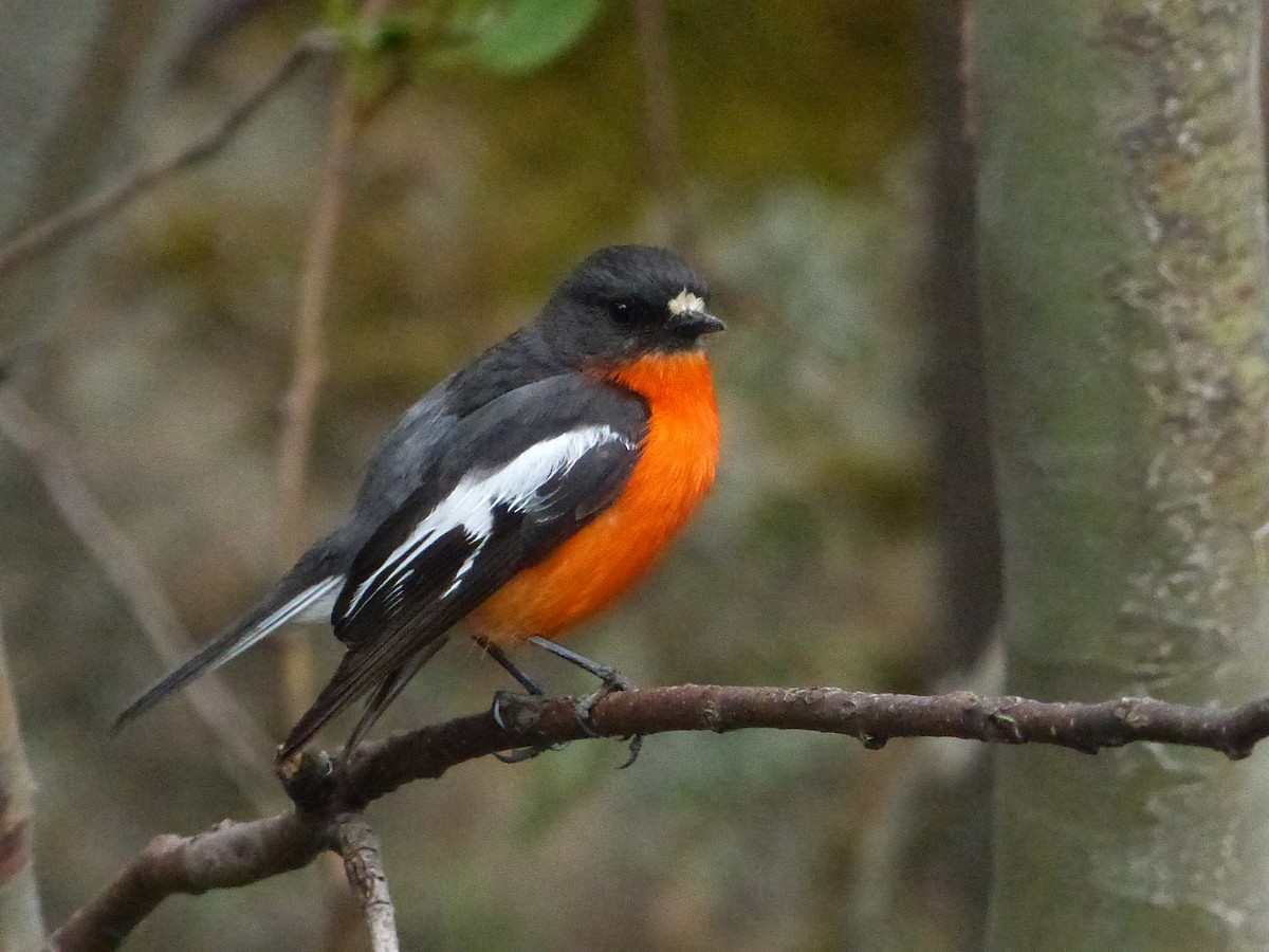 Flame Robin - ML155770891