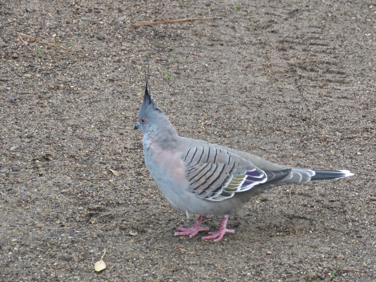 Crested Pigeon - Colin Palethorpe
