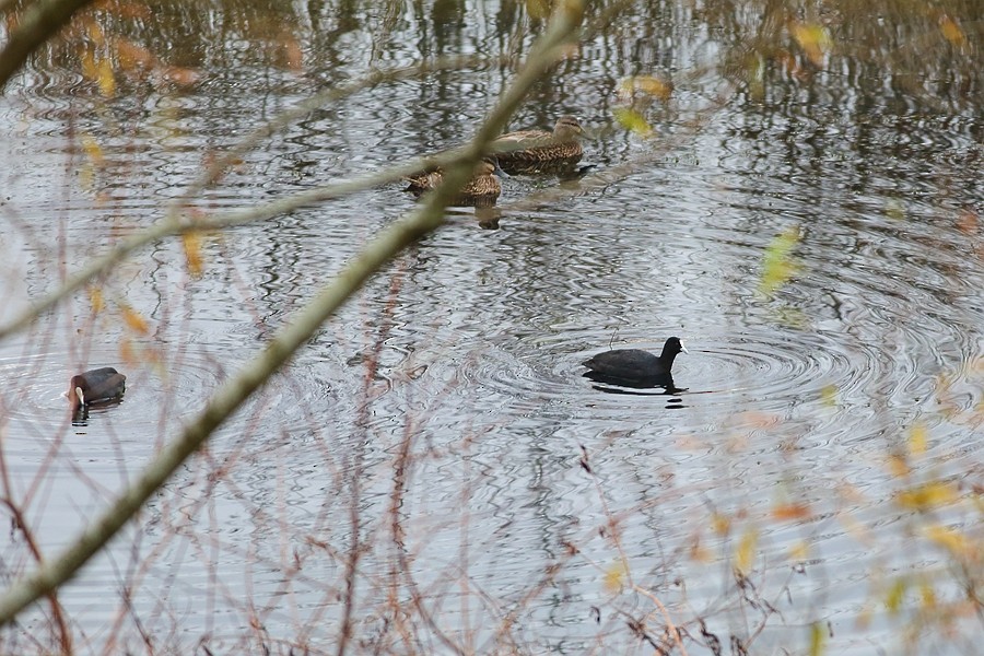 Eurasian Coot - ML155771991