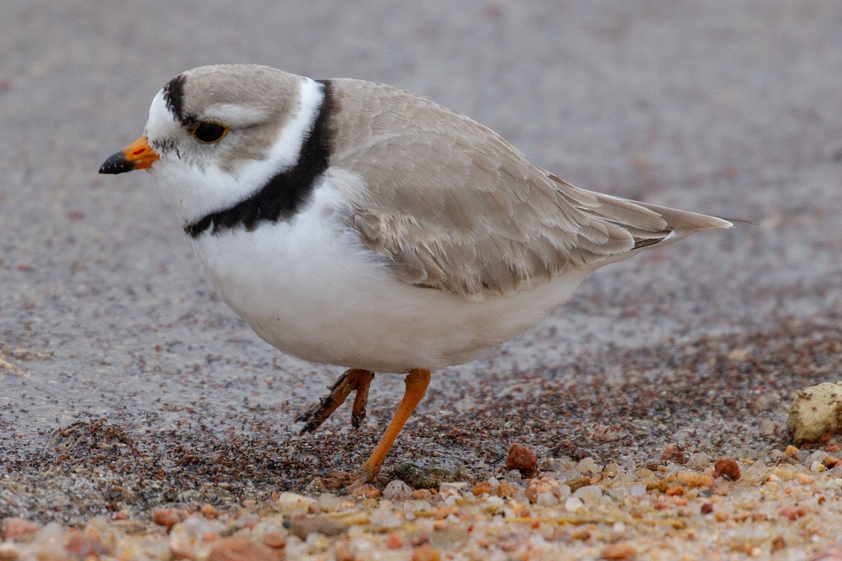 Piping Plover - Will Chatfield-Taylor