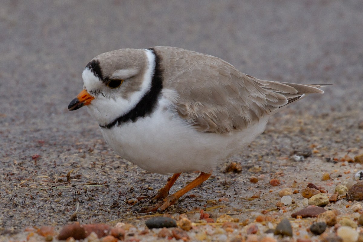 Piping Plover - Will Chatfield-Taylor