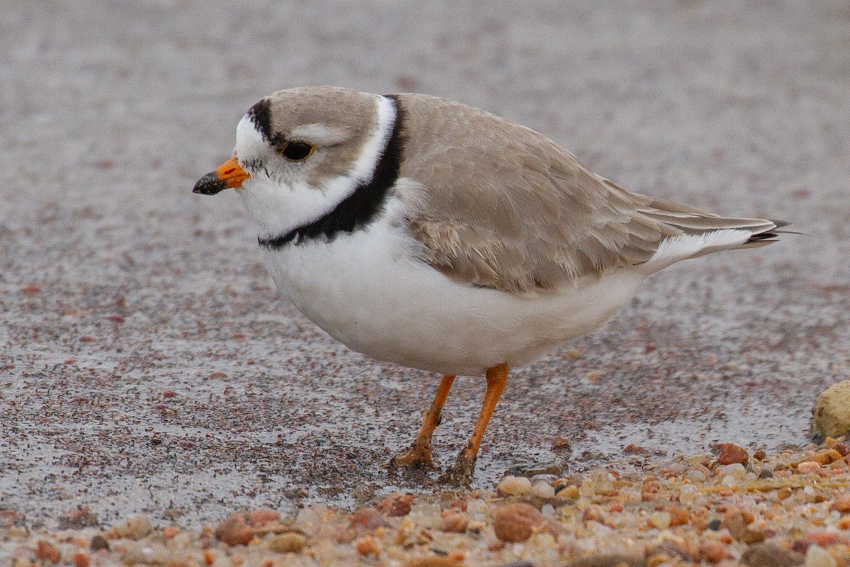 Piping Plover - Will Chatfield-Taylor