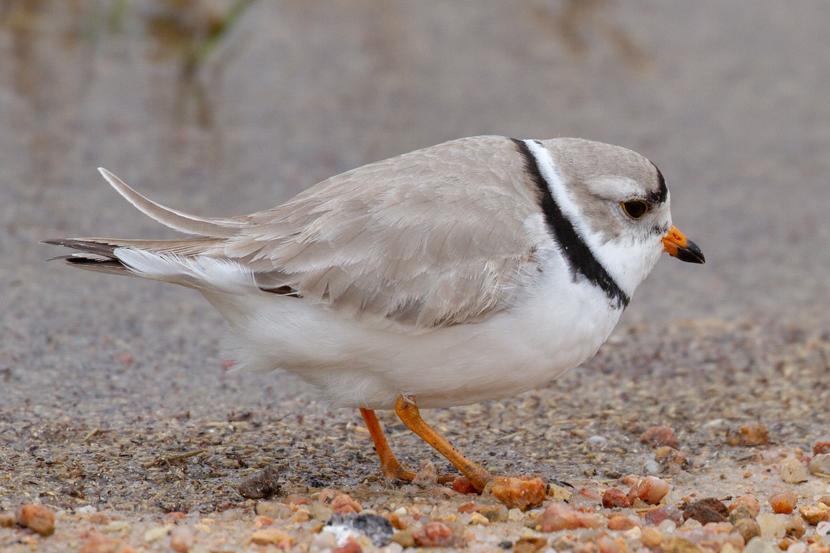 Piping Plover - Will Chatfield-Taylor