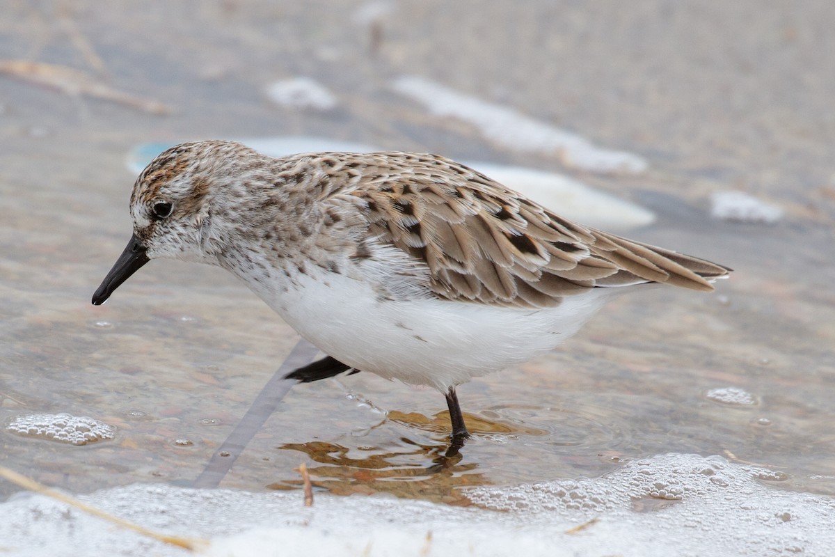 Semipalmated Sandpiper - ML155773191