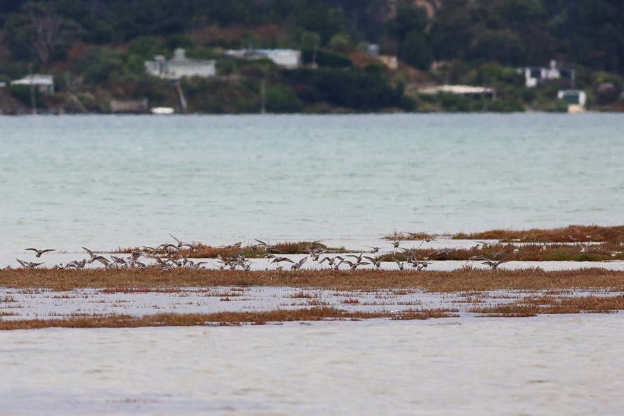 Double-banded Plover - ML155776821