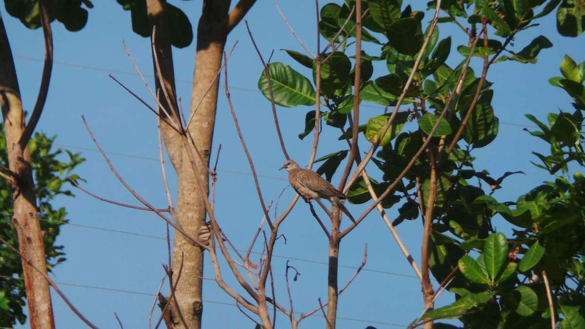 Spotted Dove - ML155781851