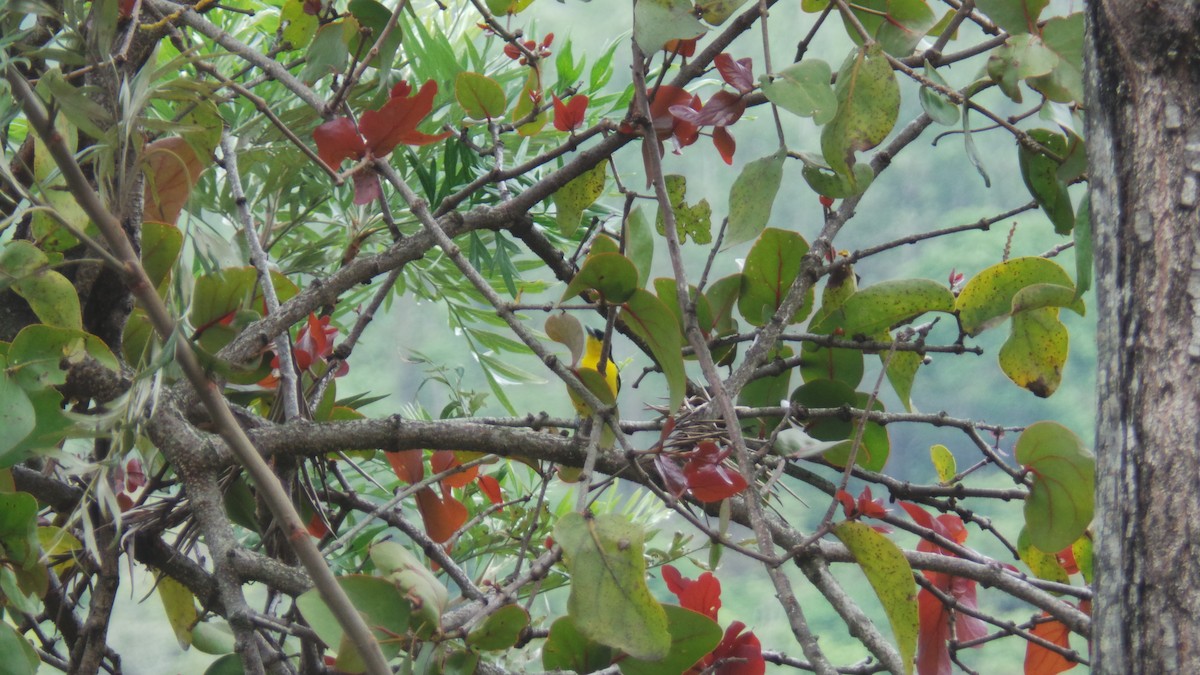 Common Iora - ML155781861