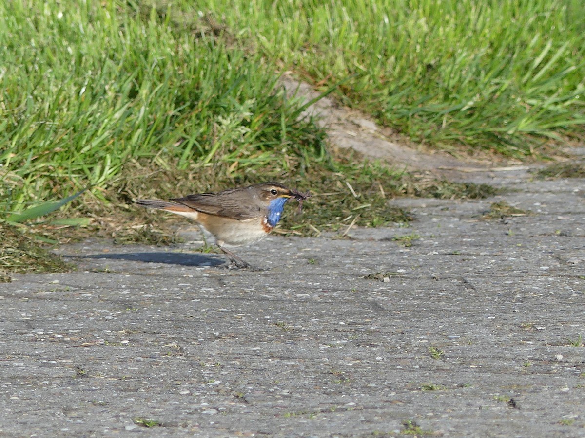 Bluethroat (White-spotted) - ML155782061