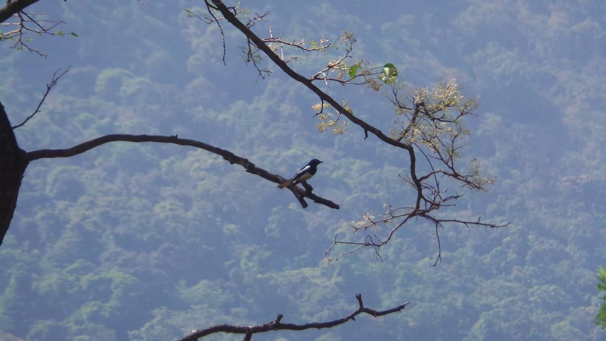 Oriental Magpie-Robin - ML155782231