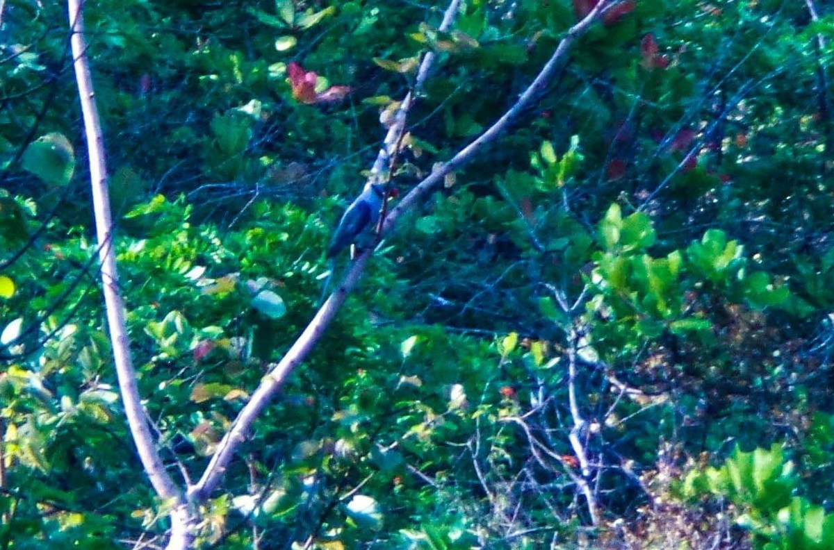 Malabar Parakeet - Siddharth S