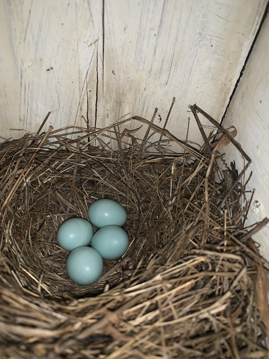 Eastern Bluebird - ML155785341