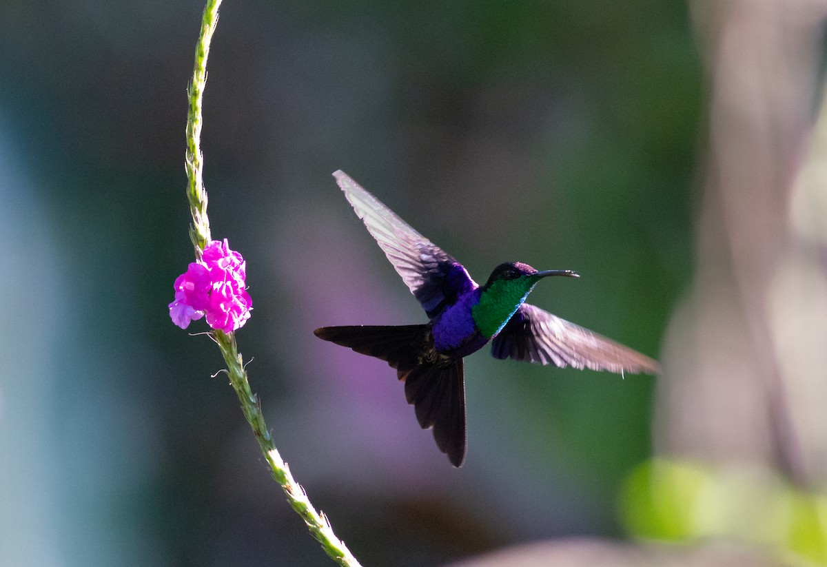 kolibřík vidloocasý - ML155785691