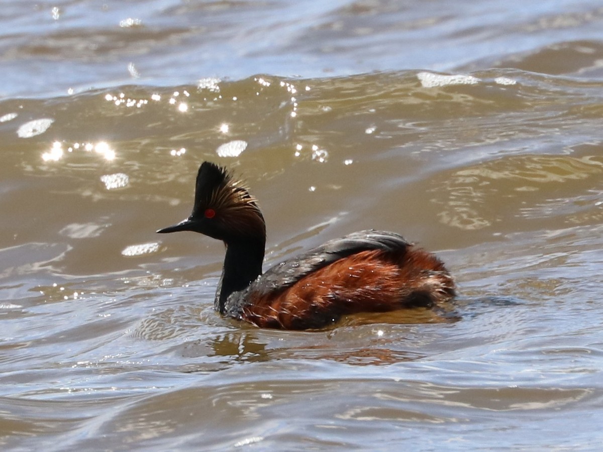 Eared Grebe - ML155785931