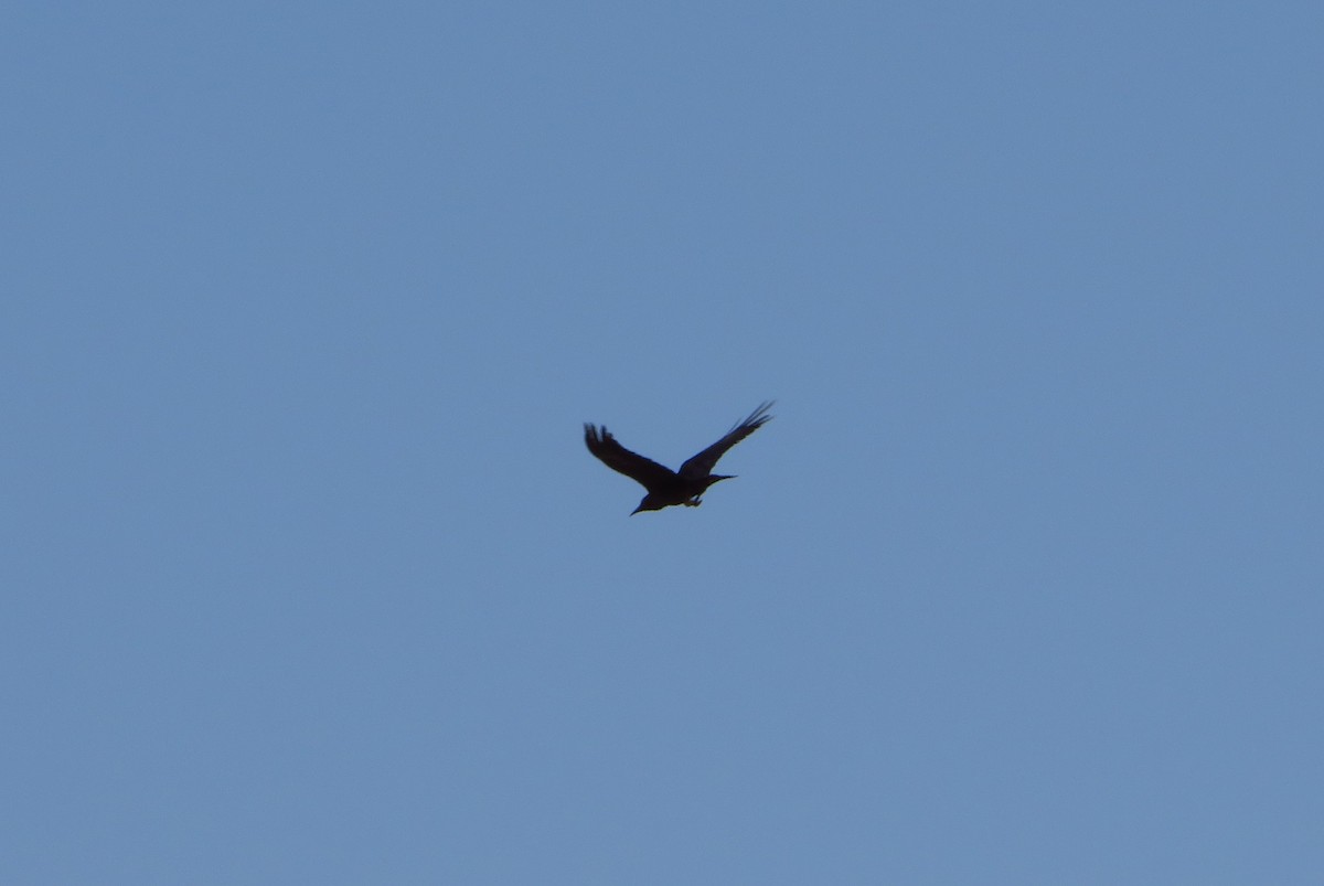 Brown-necked Raven - ML155785991