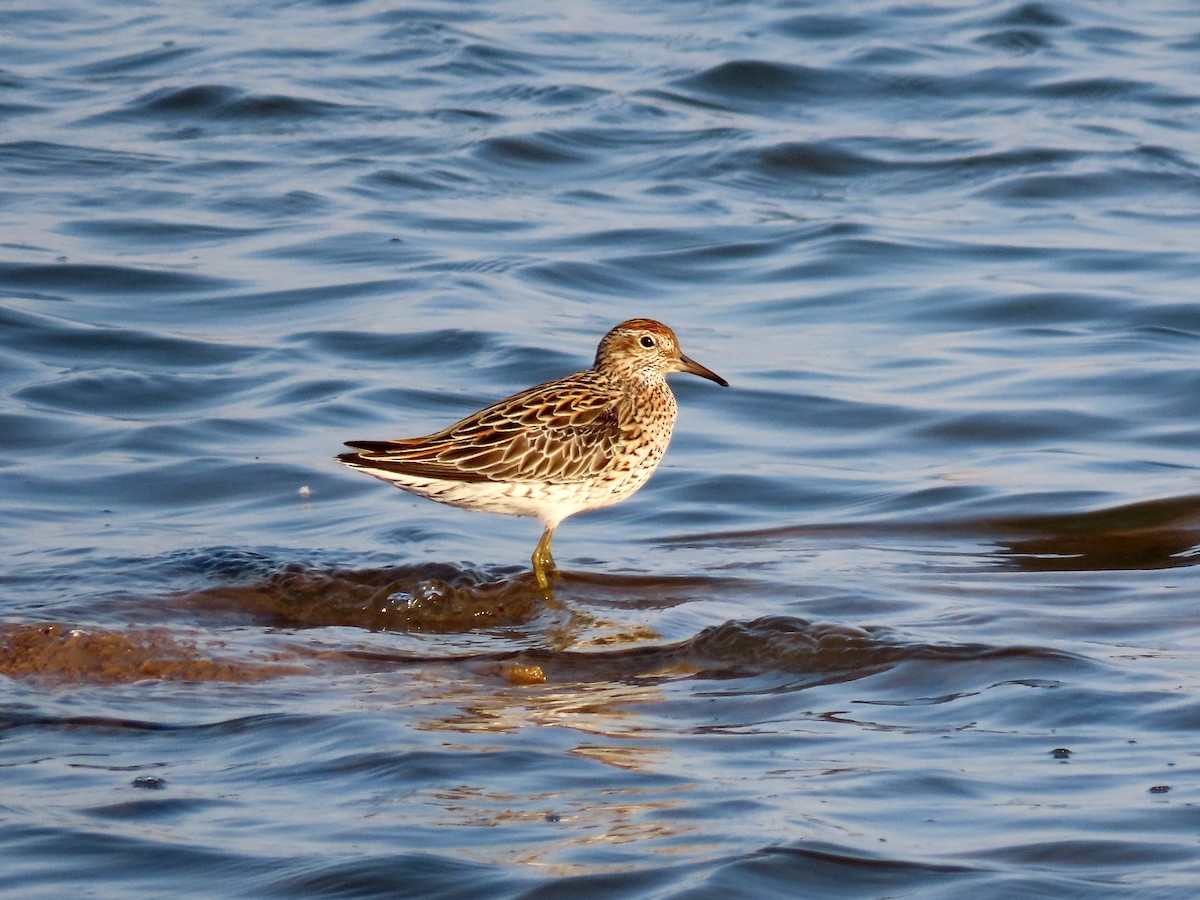 Sharp-tailed Sandpiper - Chunhong LIU