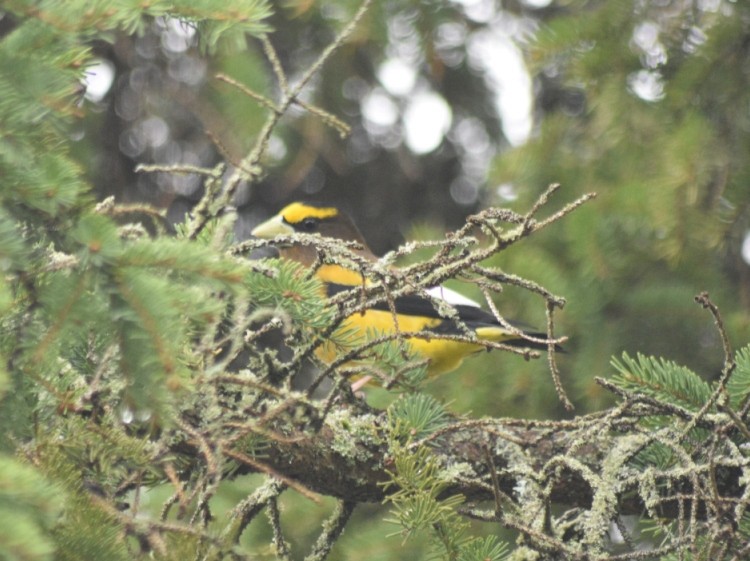 Evening Grosbeak - Ernie Silhanek