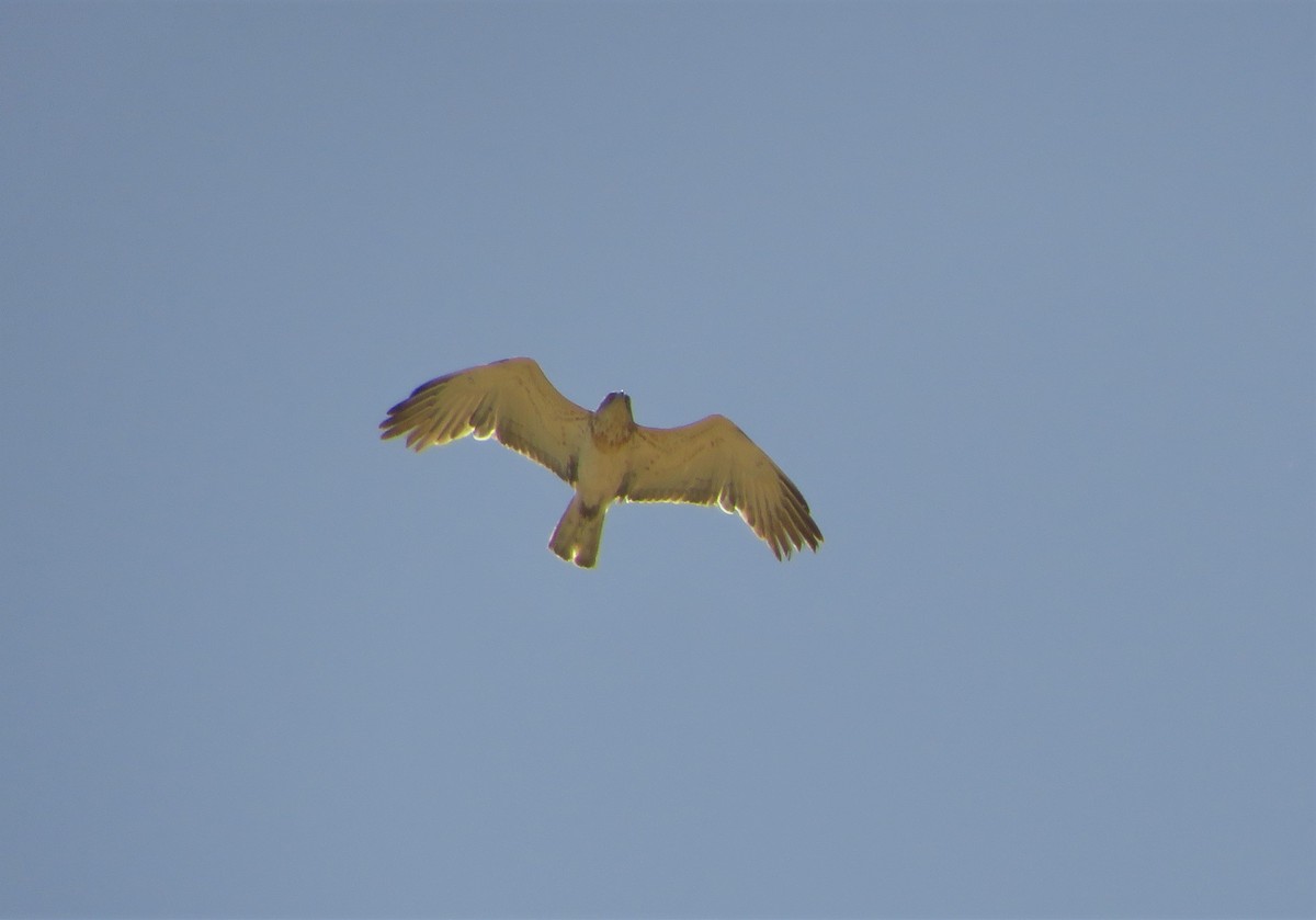 Short-toed Snake-Eagle - ML155787501