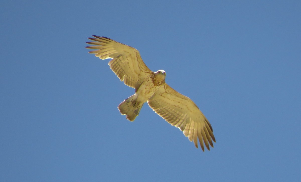 Short-toed Snake-Eagle - ML155787571