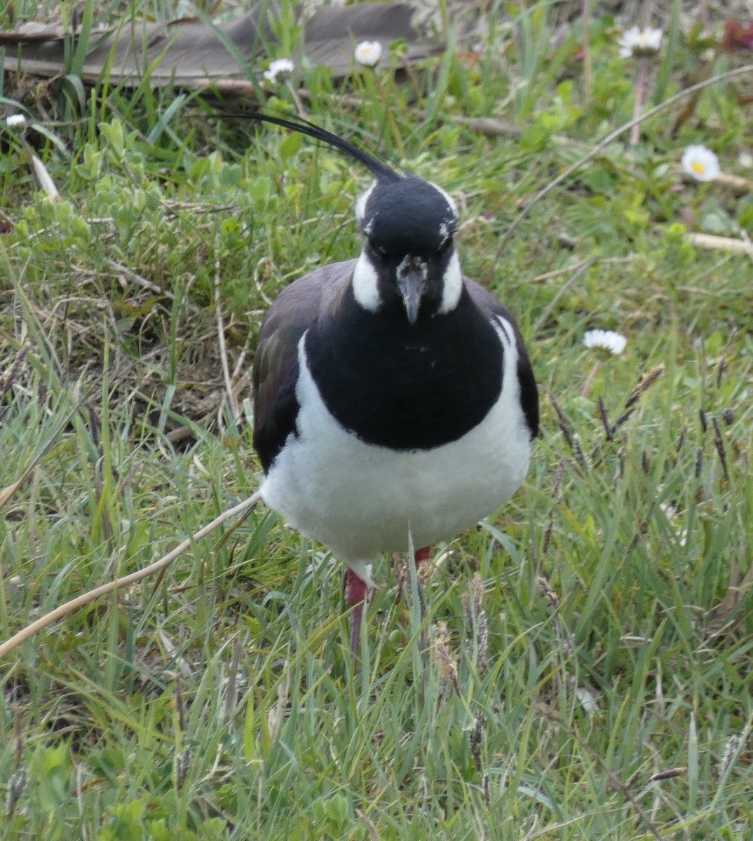Northern Lapwing - Alan Younger