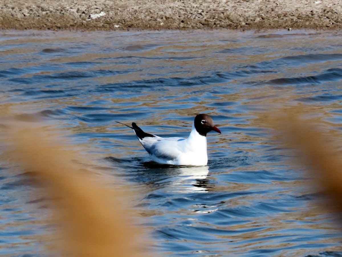 Black-headed Gull - ML155788271