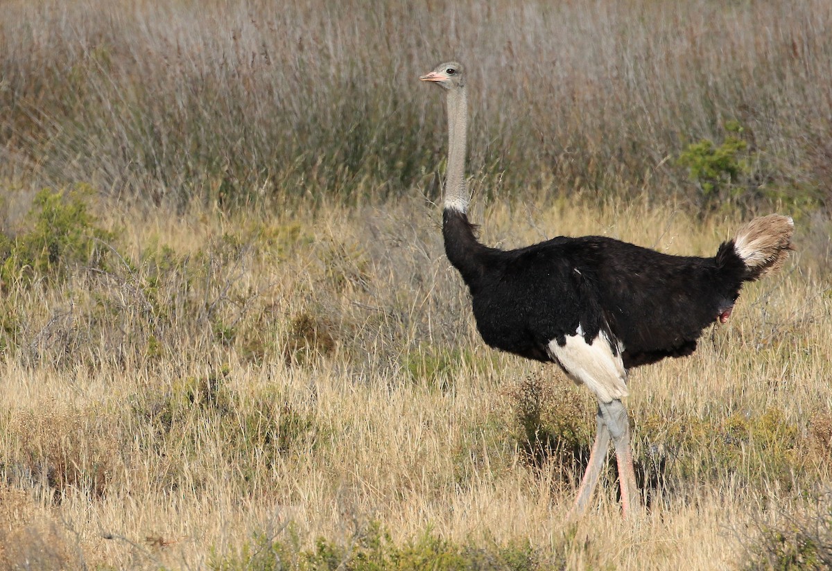 Common Ostrich - Patrick MONNEY