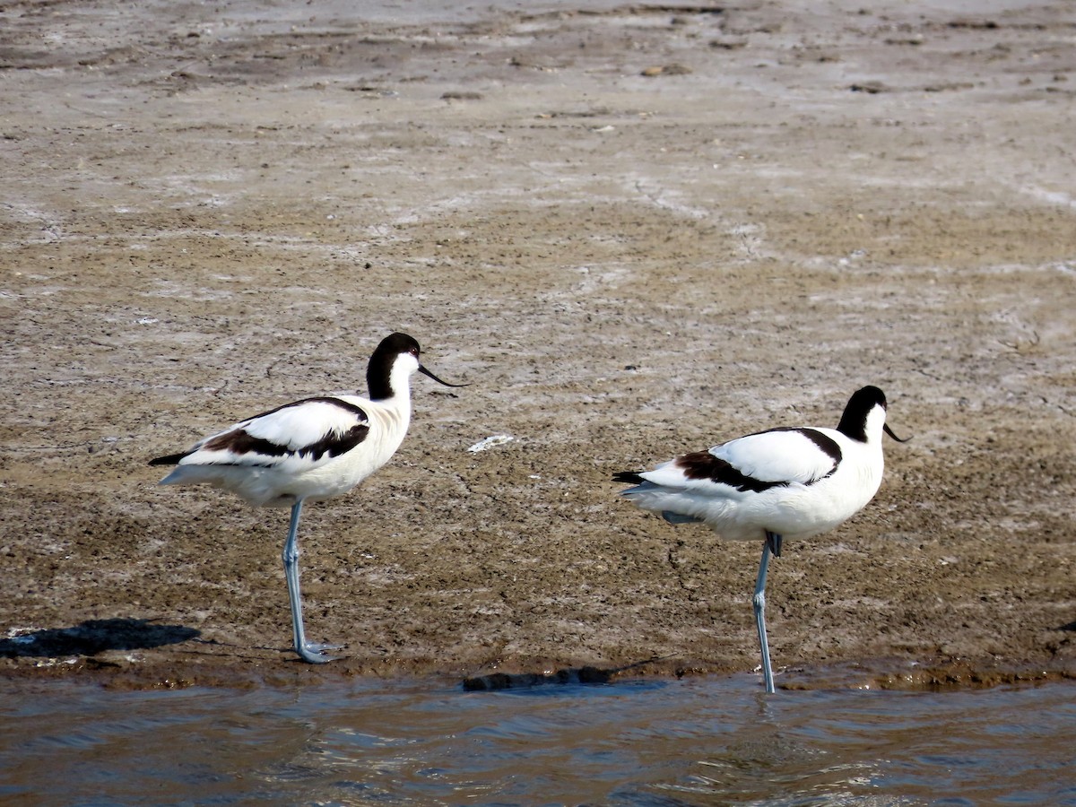 Avocette élégante - ML155788641