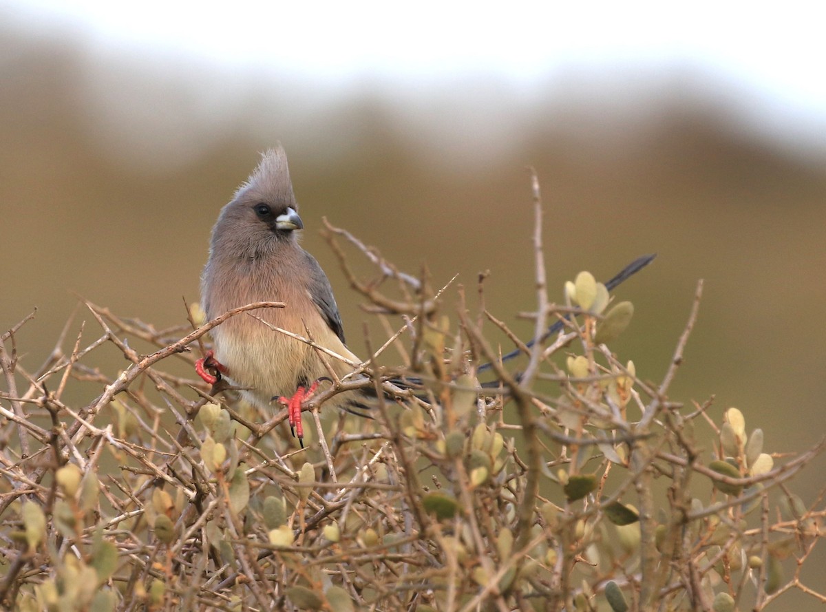 White-backed Mousebird - ML155788841