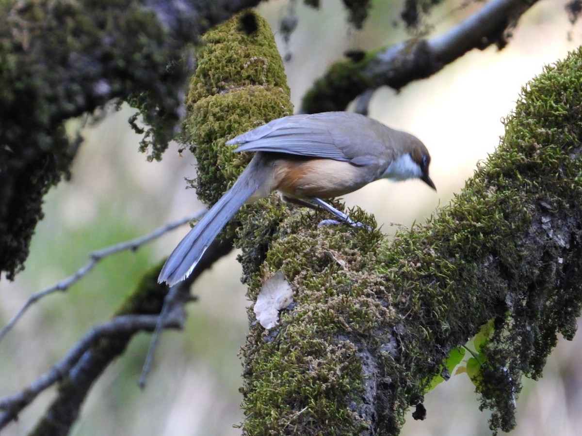 White-throated Laughingthrush - ML155789591