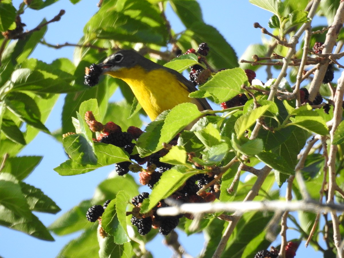 Yellow-breasted Chat - ML155791141