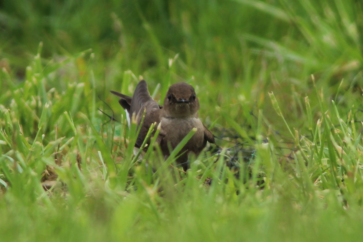 Northern Rough-winged Swallow - ML155791251