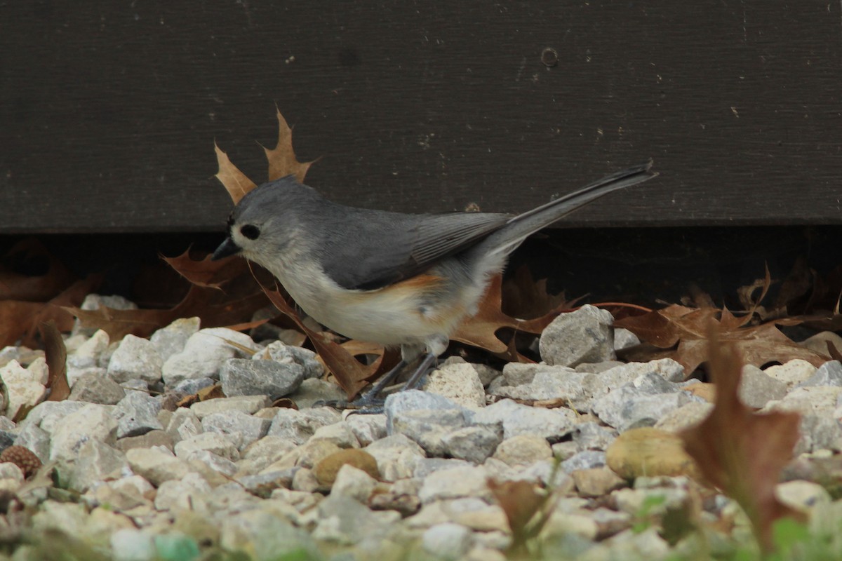 Tufted Titmouse - ML155791301