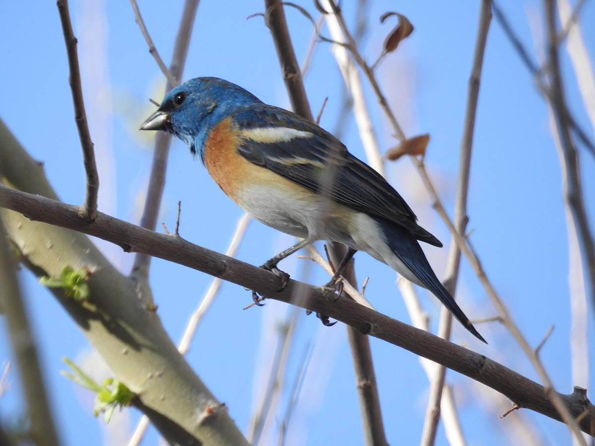 Lazuli Bunting - ML155792061