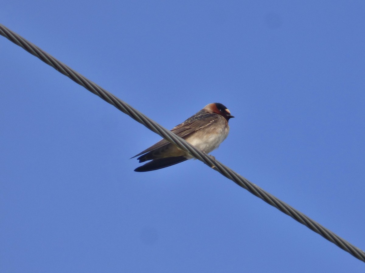 Cliff Swallow - ML155792151