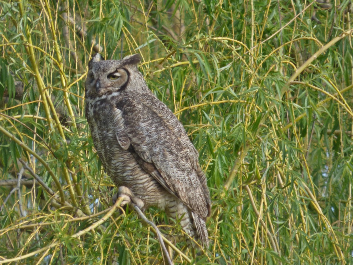 Great Horned Owl - ML155792211