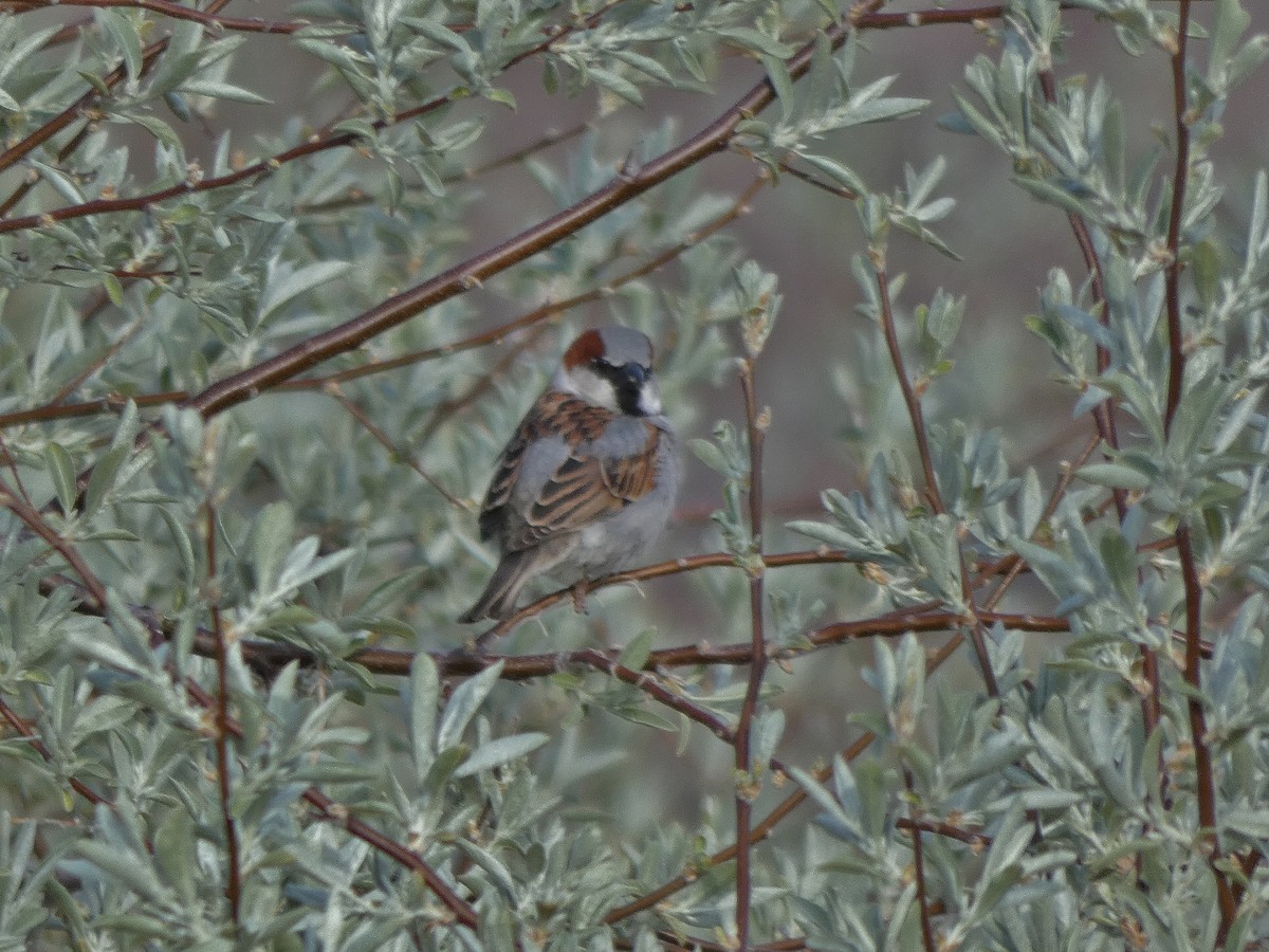 Moineau domestique - ML155792321