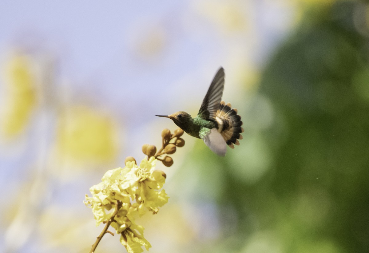 Rufous-crested Coquette - ML155793451