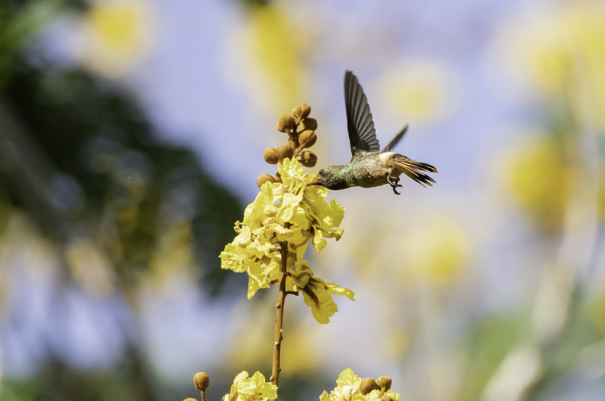 Rufous-crested Coquette - ML155793461