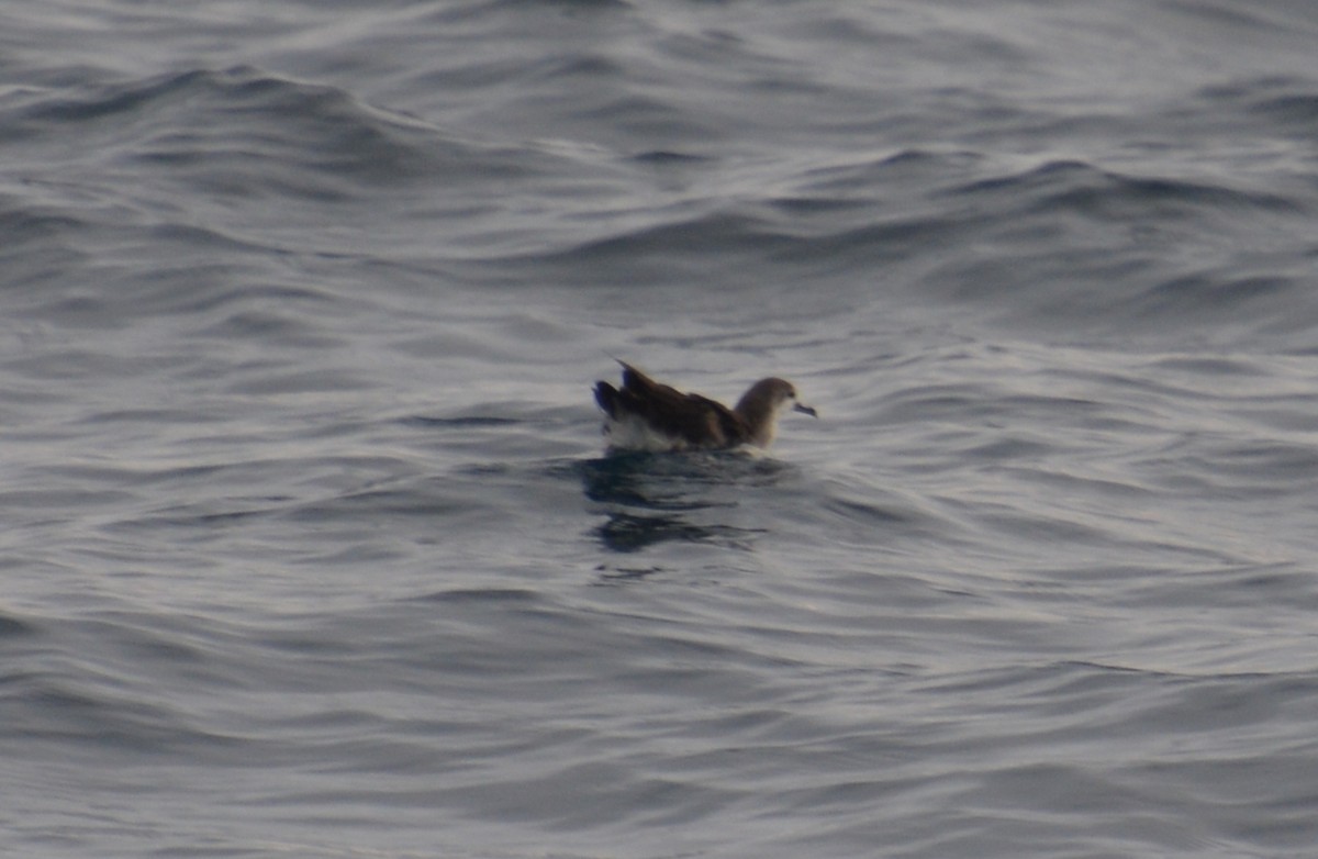Persian Shearwater - ML155794621