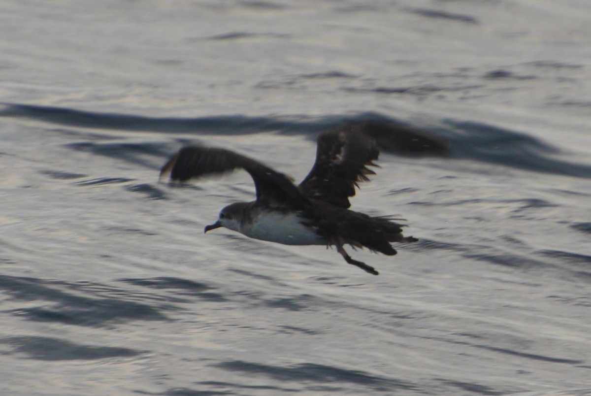 Persian Shearwater - ML155794651