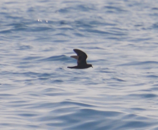 Swinhoe's Storm-Petrel - ML155794941