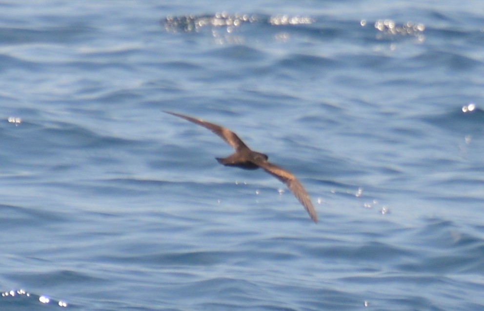 Swinhoe's Storm-Petrel - ML155795011
