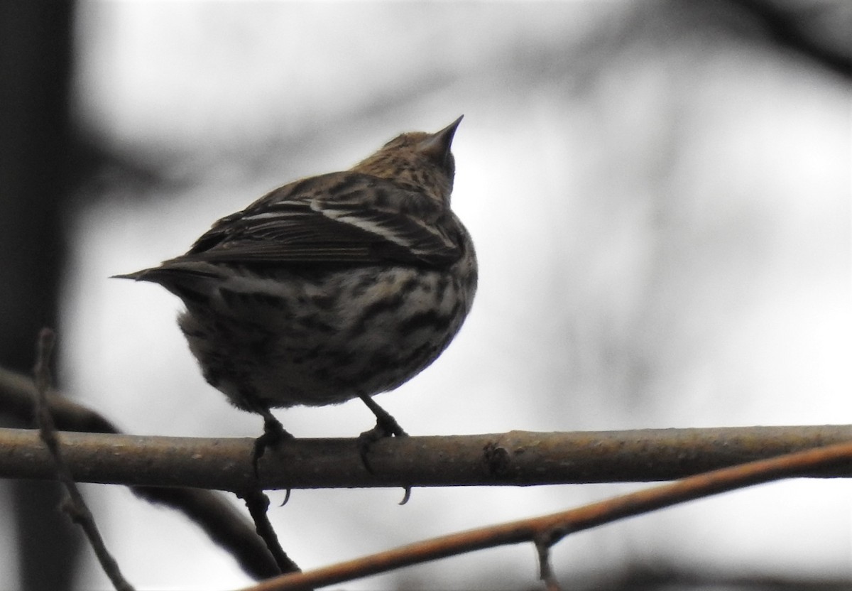 Pine Siskin - ML155795361