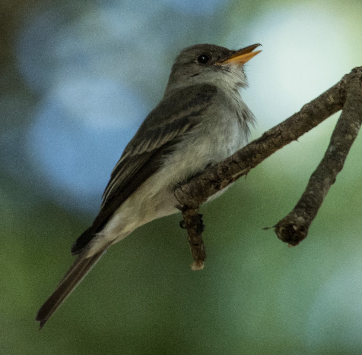 Eastern Wood-Pewee - ML155795811