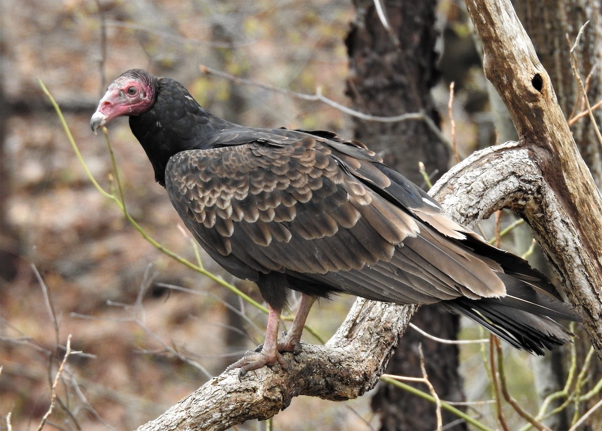 Turkey Vulture - ML155796841