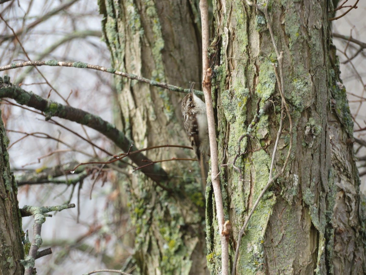 Brown Creeper - ML155796851